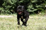 STAFFIE 408